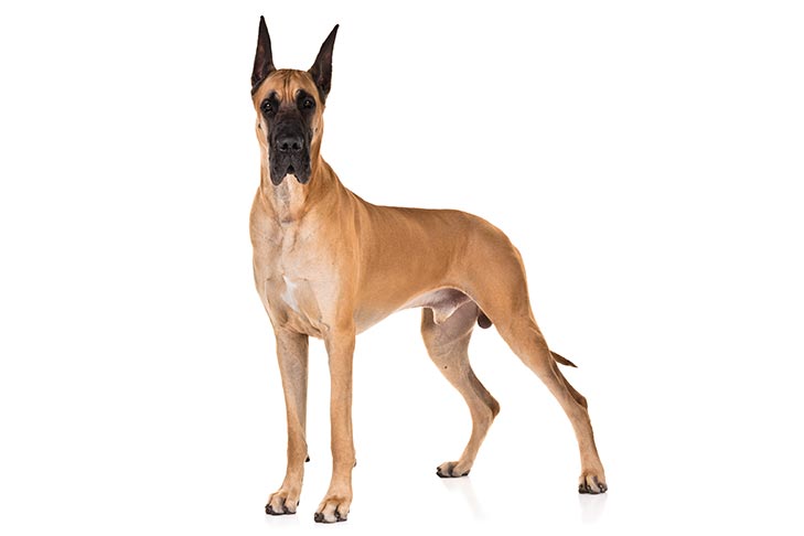 تصویر گریت دین (Great Dane)